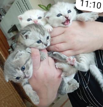 Продам котят