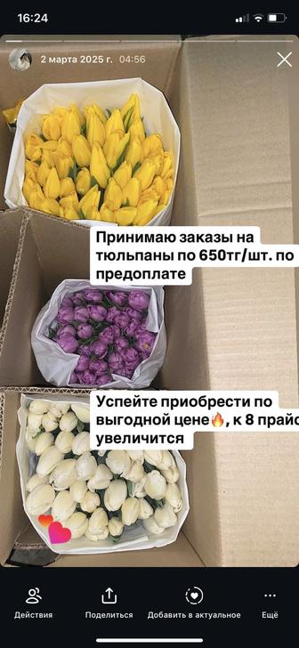 Тюльпаны, к 8 марта цена поднимется