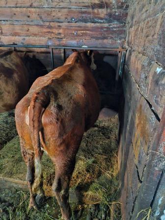 Продам коров