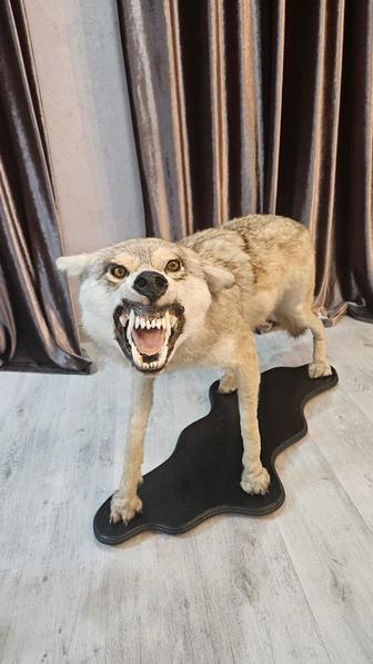 Натуральное чучело волка ручной работы