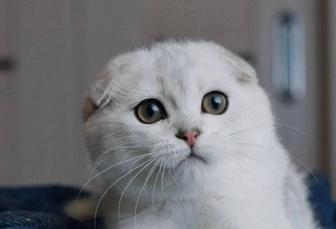 Шиншилла серебро мальчик