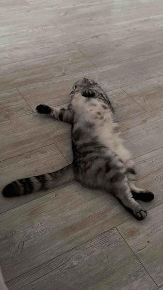Кот