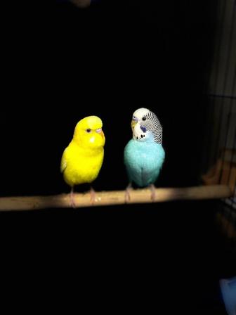 Волнистые попугаи