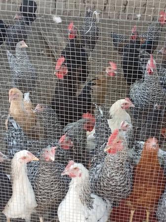 Продам курей несушек и петушков