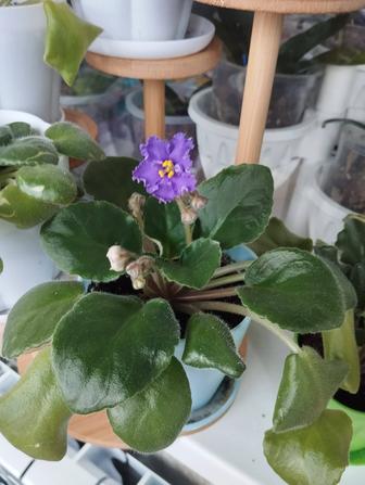 Фиалкочка махровая. Комнатный цветок
