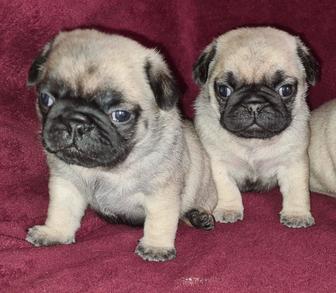 Продам щенков мопса