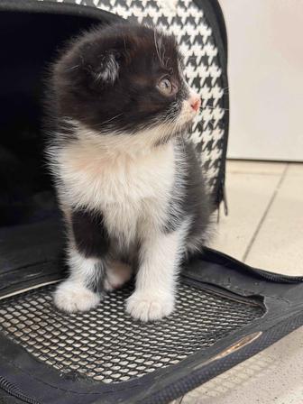 Котенки бесплатно