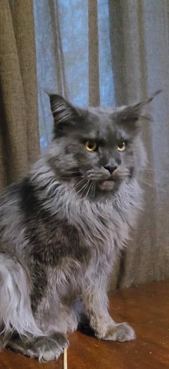 Мейн -Кун. Котенок из питомника