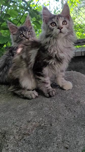 Мейн -Кун. Котенок из питомника