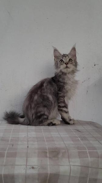 Мейн -Кун. Котенок из питомника