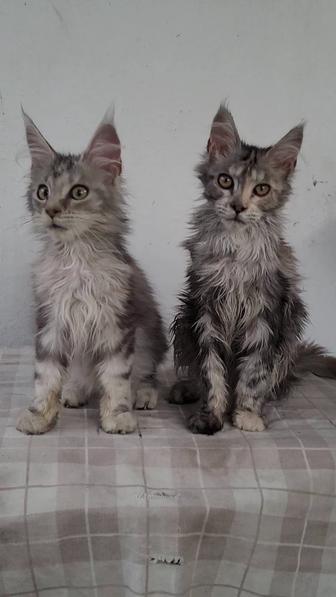 Мейн -Кун. Котенок из питомника