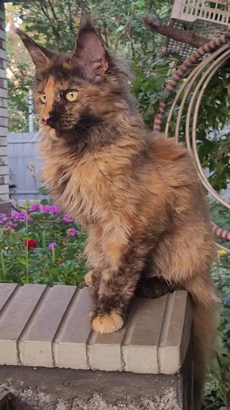 Мейн -Кун. Котенок из питомника