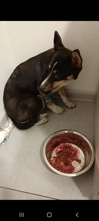 Потерялась собачка