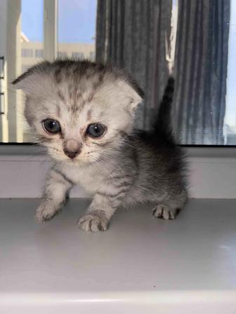 Продается котенок вислоухий