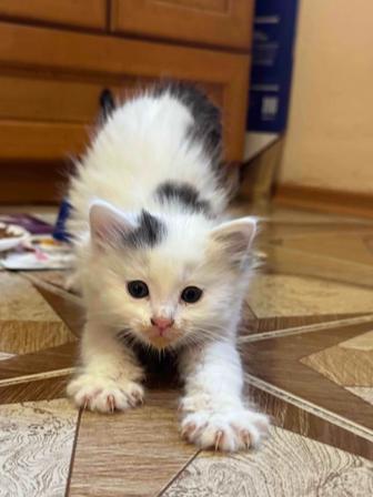 Отдам котят на удачу добрым, любящим и ответственным людям. Бесплатно