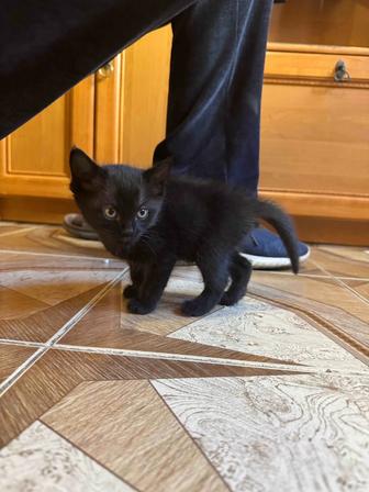 Отдам котят на добрым,любящим и ответственным людям. Бесплатно.ВСЕ ДЕВОЧКИ.