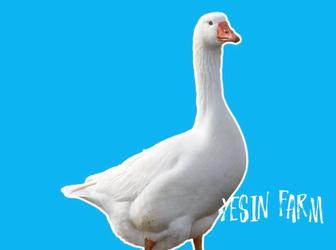 Гусиные инкубационные яйца привозные, свежий завоз