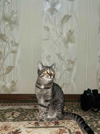 Мысык