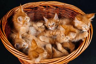 Котята породы Мейн-кун