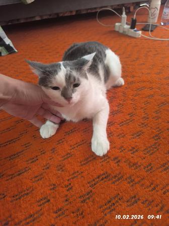 Продам котенка