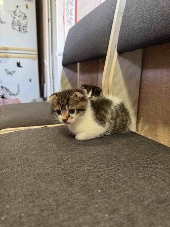 Отдам котят