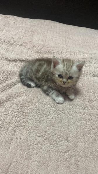 Продается шотландский котенок