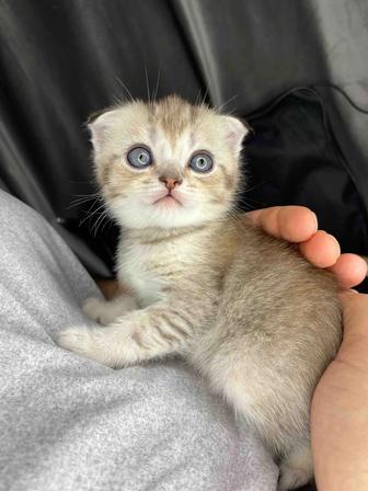 Шотландские вислоухие , Окрас шиншилла