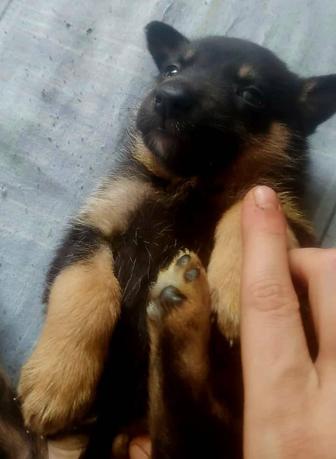 Щенки помесь овчарки в хорошие руки