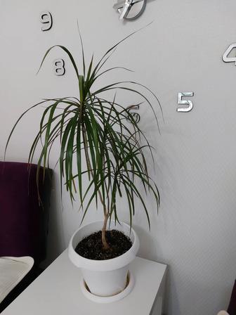 Большая драцена для офиса или дома