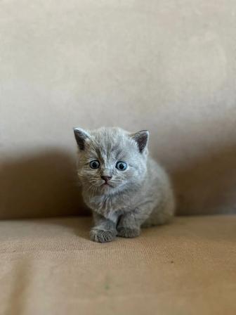 Продаются котята британцы