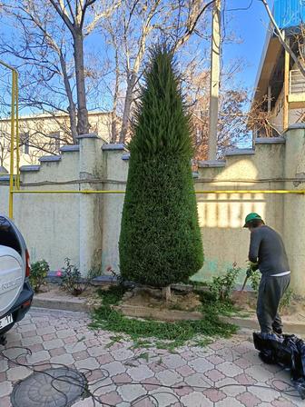 Стрижка голубых елей