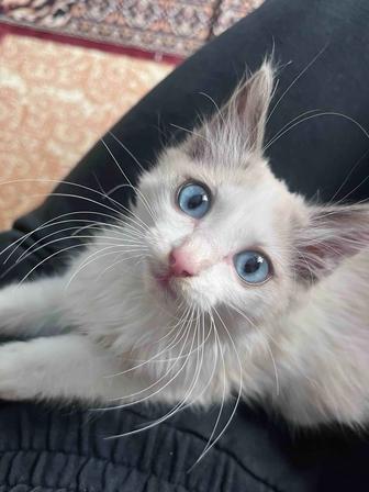 Отдам котенка