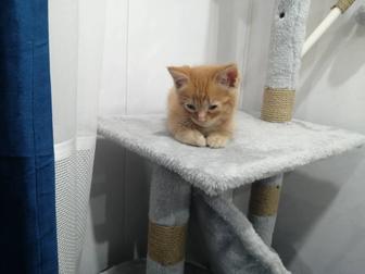Отдам котенка в добрые руки. Мальчик