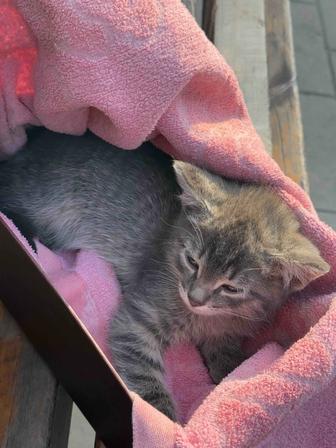 Отдам даром котенка