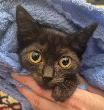 Котик ищет дом 2 мес