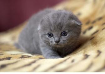 Шотланские котята