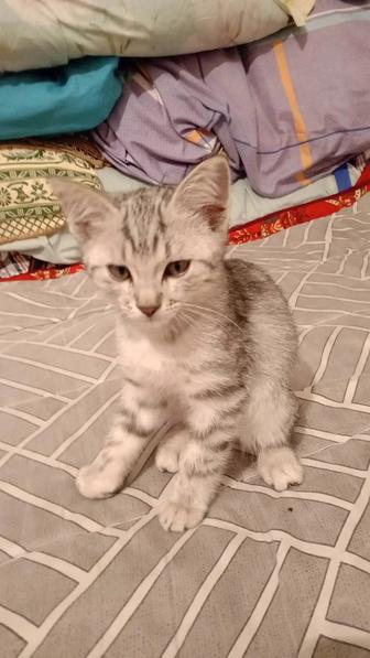 Котенок шотландский очень игривый сладкий к лотку приучен здоровый 2 месяца