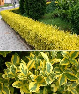 Бирючина пестролистная