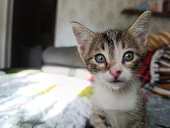 Маленький котенок ищет себе дом!