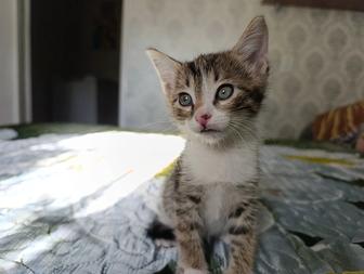 Маленький котенок ищет себе дом!