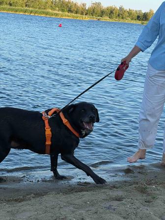 Пропала собака