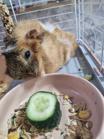 Продам морскую свинку