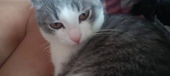 Отдам даром котенка вислоухий