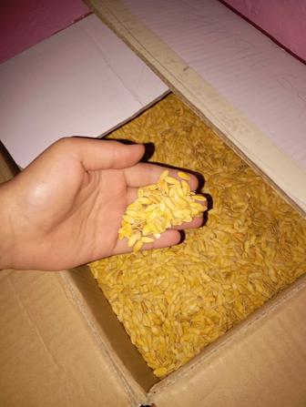 Қауының уруғы сатылады жиенбай 15кг бар берем адрес Ж.Ералиев.а