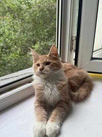 Котенок Мейн-Кун 3 месяца