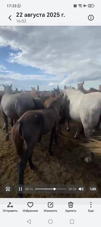 Бие жабағысымен. Кобыла с жеребенком