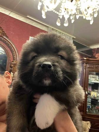 Продаю щенков кавказской овчарки