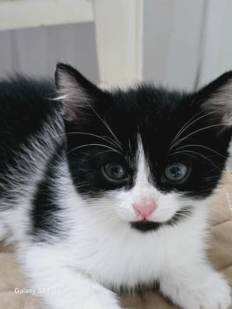 Котенок мальчик в добрые руки