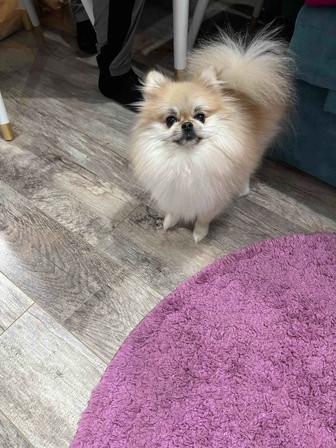 Продается собака породы шпиц