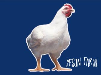 Бройлерные яйца инкубационные РОСС 308 сильные бройлеры